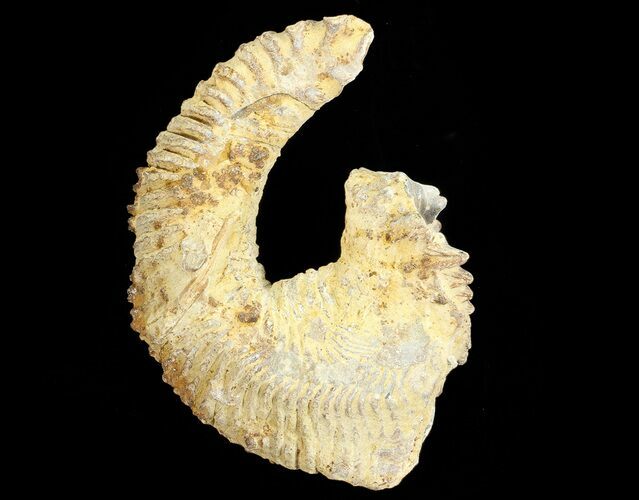 Cretaceous Fossil Oyster (Rastellum) - Madagascar #69621